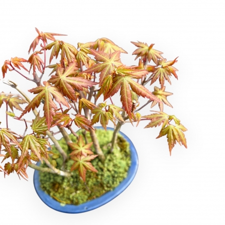 Acer Palmatum Viridis - Érable - 24 cm