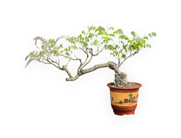Wisteria Floribunda - Glycine - 83 cm