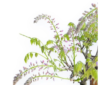 Wisteria Floribunda - Glycine - 83 cm