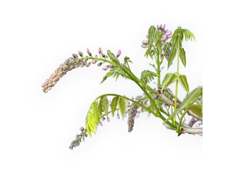 Wisteria Floribunda - Wisteria - 83 cm
