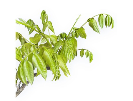 Wisteria Floribunda - Wisteria - 83 cm