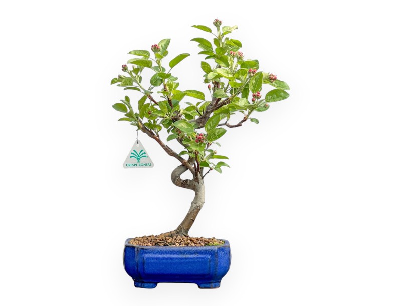 Malus Evereste - Apple Tree - 40 cm