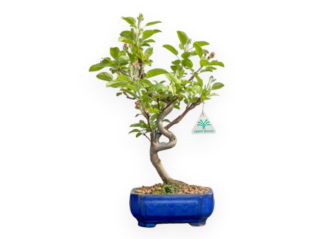 Malus Evereste - Pommier - 40 cm