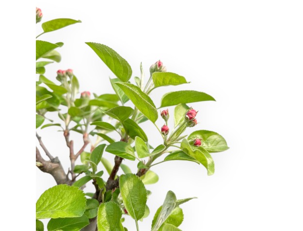 Malus Evereste - Pommier - 40 cm 2