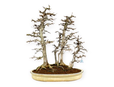 Acer Buergerianum - Ahorne - 62 cm