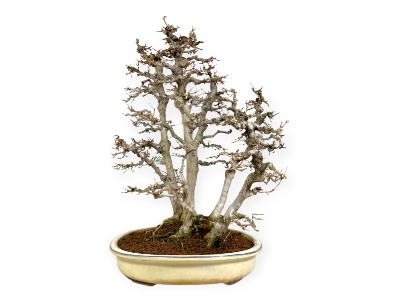 Acer Buergerianum - Ahorne - 62 cm
