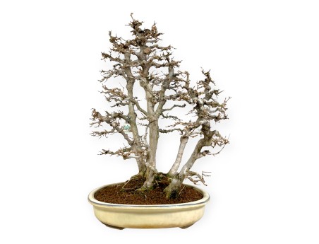 Acer Buergerianum - Ahorne - 62 cm