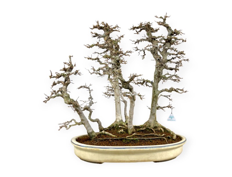 Acer Buergerianum - Ahorne - 62 cm