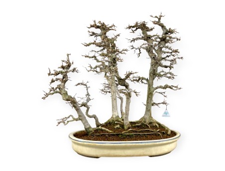 Acer Buergerianum - Acero - 62 cm