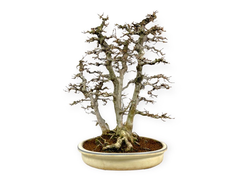 Acer Buergerianum - Maple - 62 cm