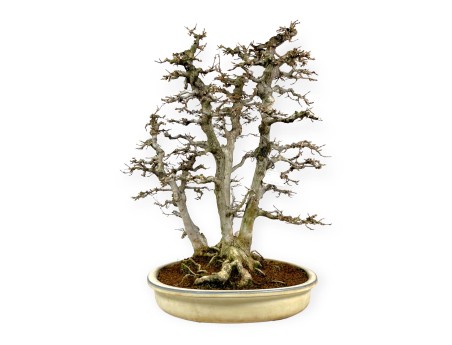 Acer Buergerianum - Esdoorn - 62 cm