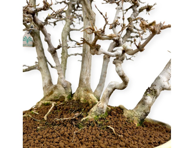 Acer Buergerianum - Ahorne - 62 cm