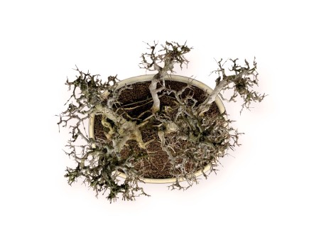 Acer Buergerianum - Arce - 62 cm