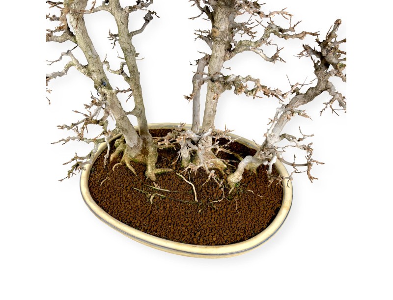 Acer Buergerianum - Acero - 62 cm