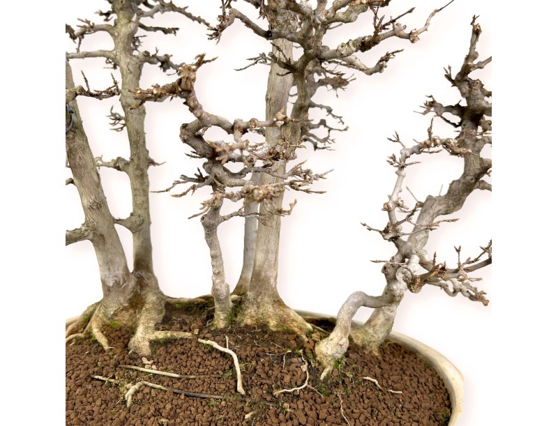 Acer Buergerianum - Arce - 62 cm