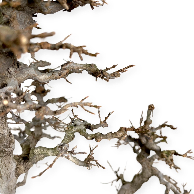 Acer Buergerianum - Maple - 62 cm