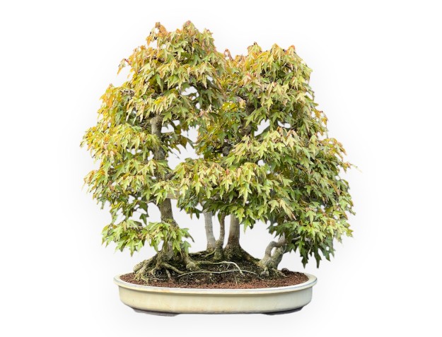 Acer Buergerianum - Esdoorn - 62 cm