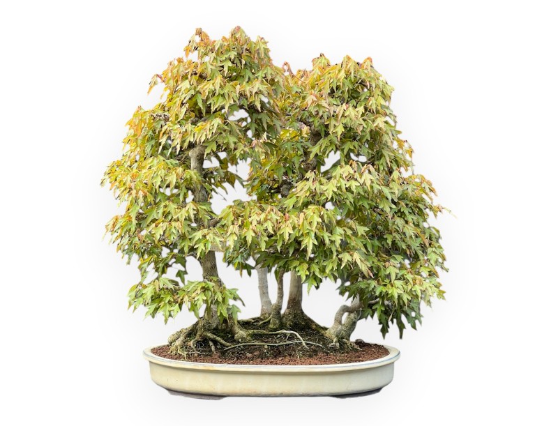 Acer Buergerianum - Esdoorn - 62 cm