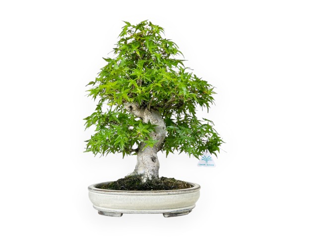 Acer Palmatum Katsura - Acero - 44 cm