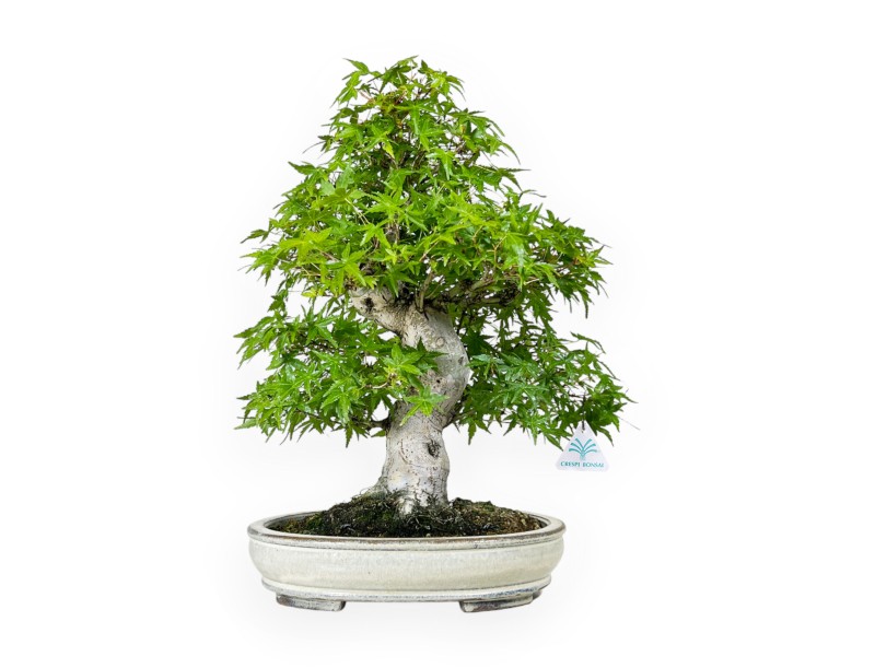 Acer Palmatum Katsura - Érable - 44 cm