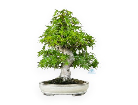 Acer Palmatum Katsura - Esdoorn - 44 cm