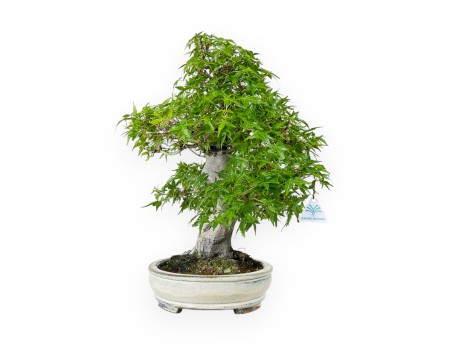 Acer Palmatum Katsura - Ahorne - 44 cm