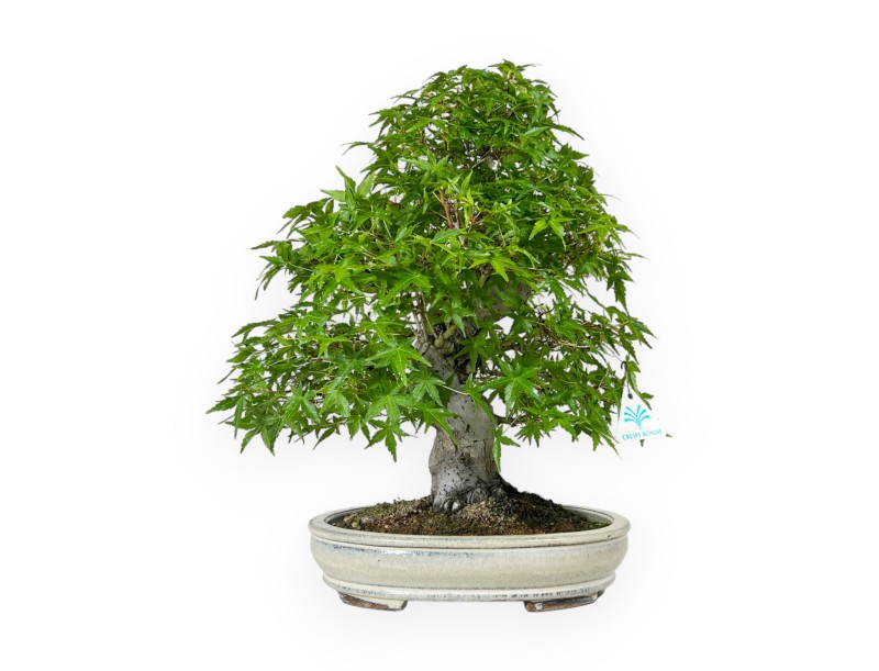 Acer Palmatum Katsura - Arce - 44 cm