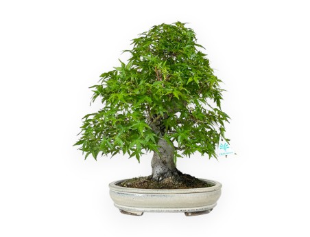 Acer Palmatum Katsura - Arce - 44 cm