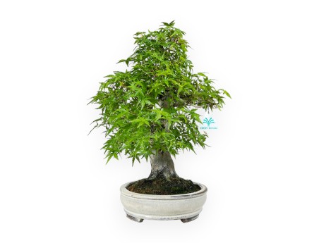 Acer Palmatum Katsura - Érable - 44 cm