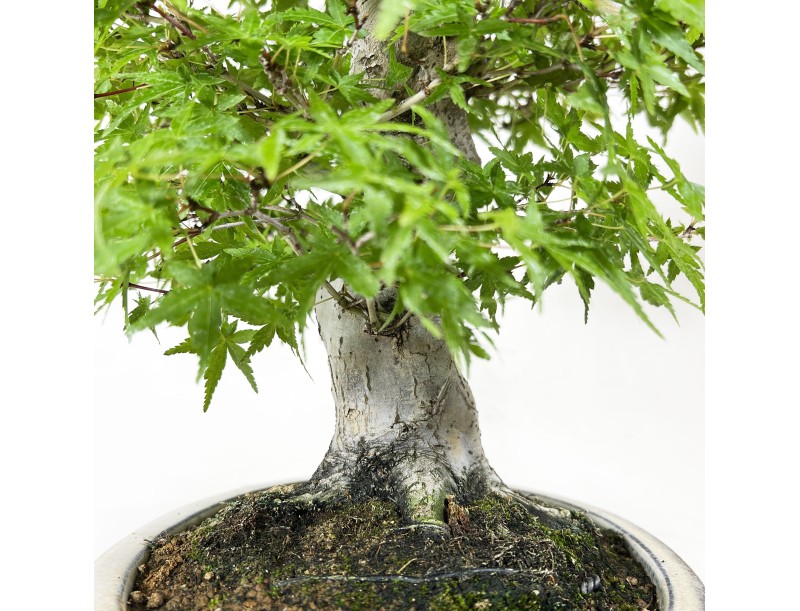 Acer Palmatum Katsura - Ahorne - 44 cm