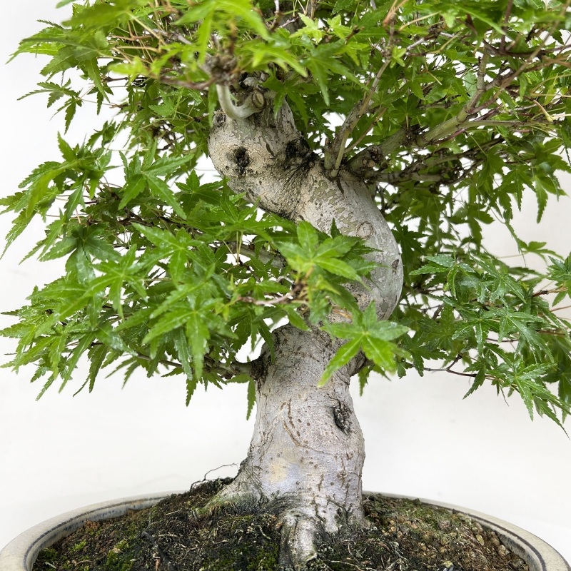 Acer Palmatum Katsura - Arce - 44 cm