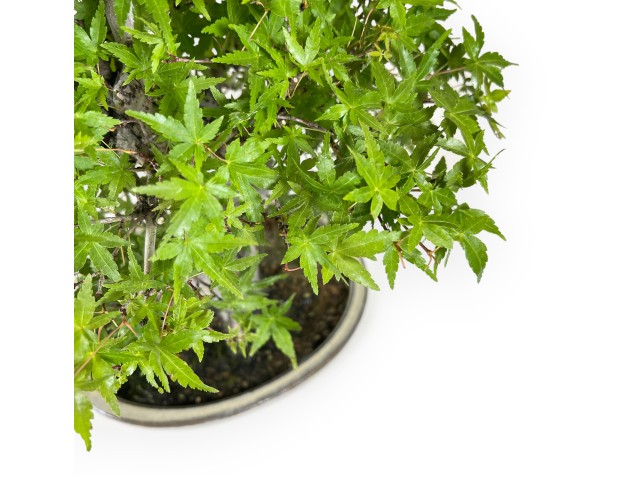 Acer Palmatum Katsura - Arce - 44 cm 2