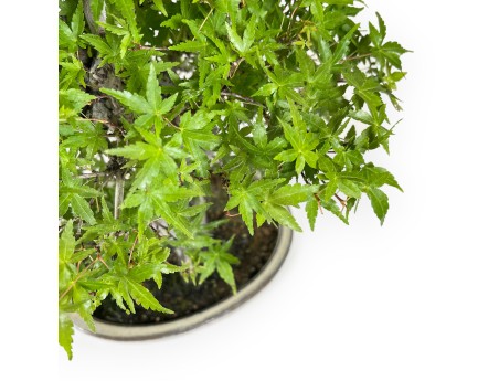 Acer Palmatum Katsura - Maple - 44 cm