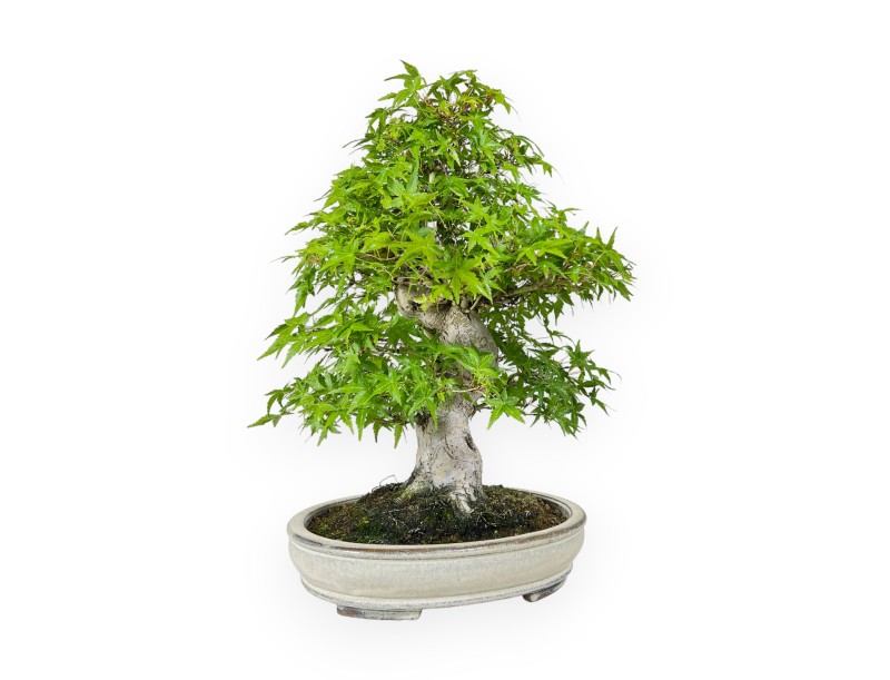 Acer Palmatum Katsura - Érable - 44 cm