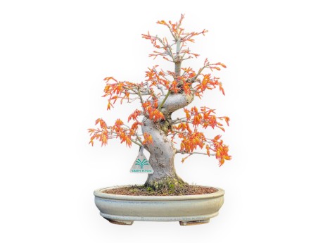 Acer Palmatum Katsura - Érable - 44 cm