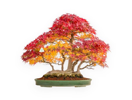 Acer palmatum Viridis bonsai specimen in raft style | Elegance and uniqueness