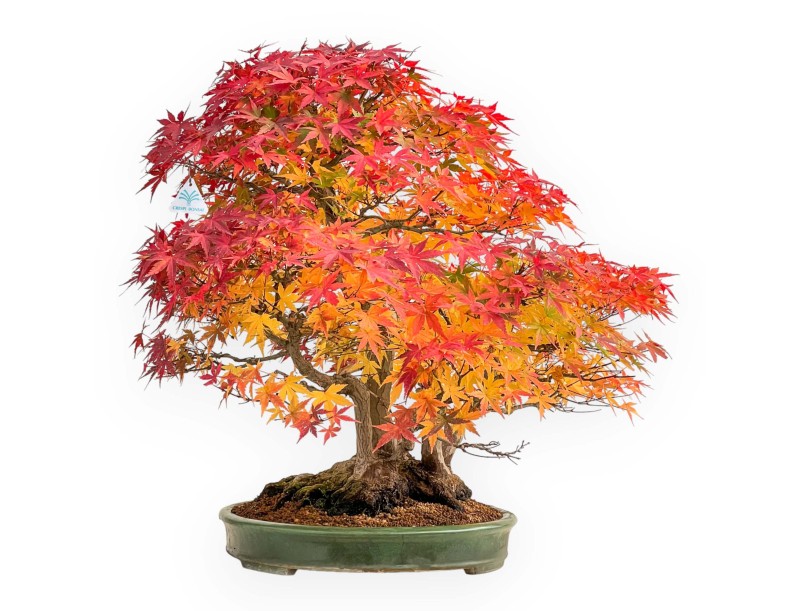 Acer palmatum Viridis bonsai specimen in raft style | Elegance and uniqueness