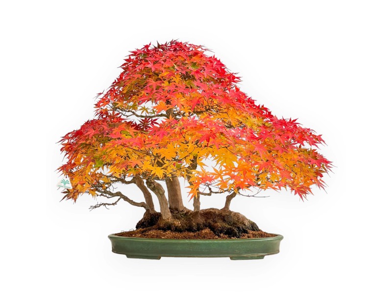 Acer palmatum Viridis Bonsai-Exemplar im Floßstil | Eleganz und Einzigartigkeit