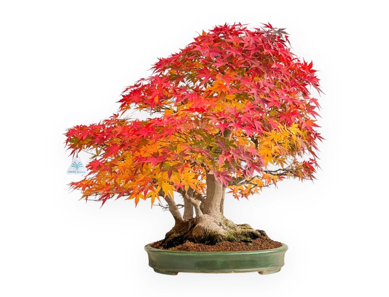 Acer palmatum Viridis spécimen de bonsaï en style radeau | Élégance et singularité