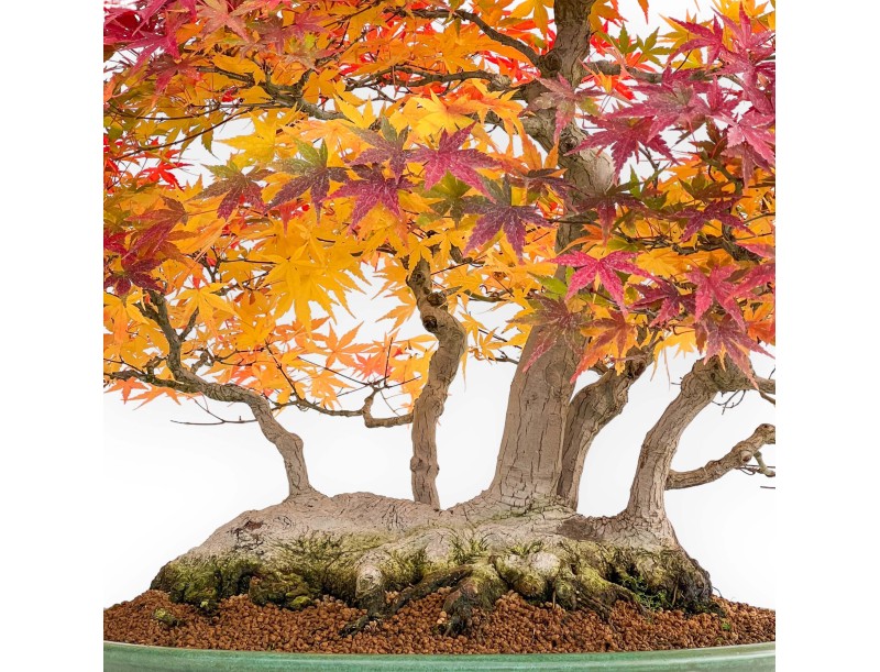 Acer palmatum Viridis spécimen de bonsaï en style radeau | Élégance et singularité