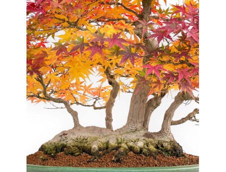 Acer palmatum Viridis bonsai specimen in raft style | Elegance and uniqueness
