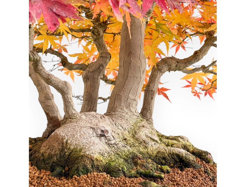 Acer palmatum Viridis Bonsai-Exemplar im Floßstil | Eleganz und Einzigartigkeit