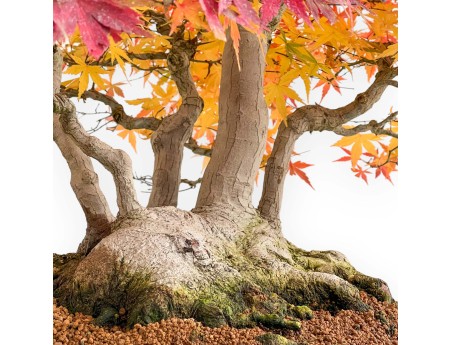Acer palmatum Viridis bonsai specimen in raft style | Elegance and uniqueness