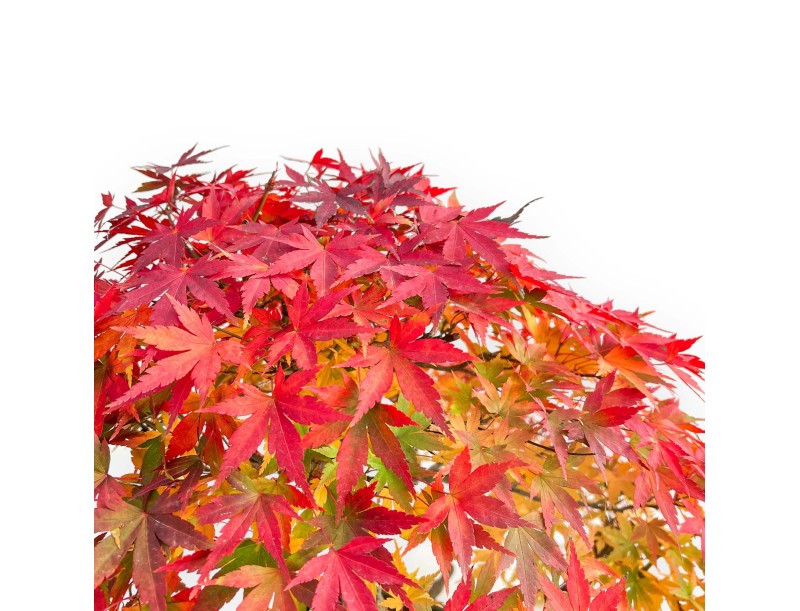 Acer palmatum Viridis spécimen de bonsaï en style radeau | Élégance et singularité