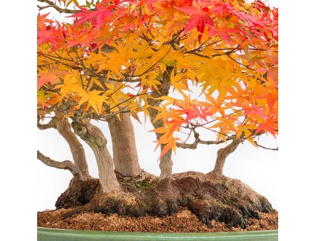 Acer palmatum Viridis bonsai esemplare in stile zattera | Eleganza e unicità