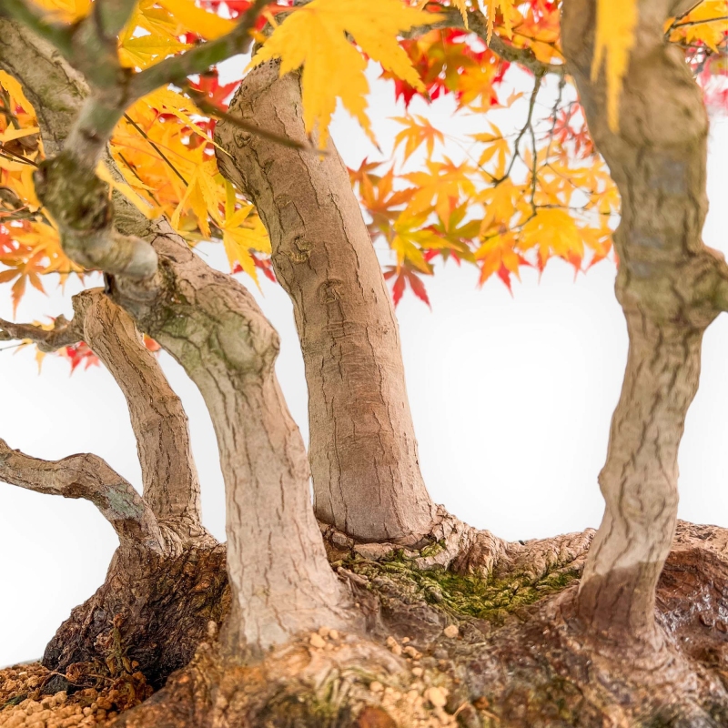 Acer palmatum Viridis Bonsai-Exemplar im Floßstil | Eleganz und Einzigartigkeit