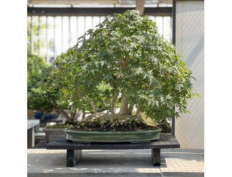 Acer palmatum Viridis bonsai specimen in raft style | Elegance and uniqueness