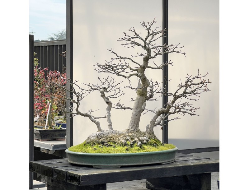 Acer palmatum Viridis spécimen de bonsaï en style radeau | Élégance et singularité