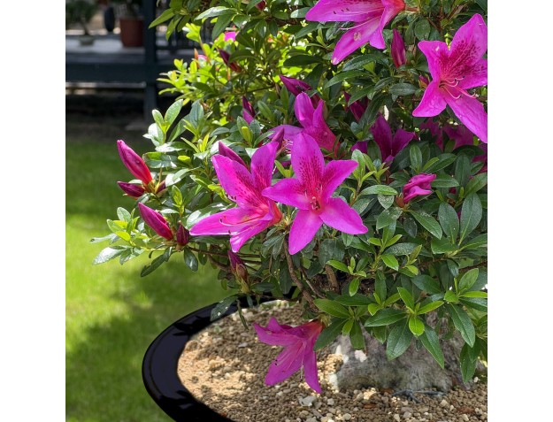 Rhododendron Indicum Kazusamurasaki - Azalée - 88 cm 2