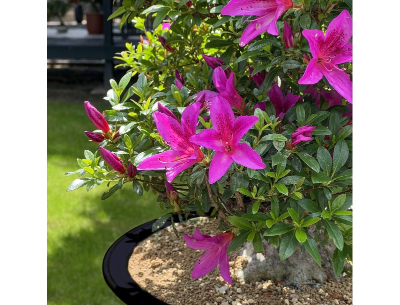 Rhododendron Indicum Kazusamurasaki - Azalée - 88 cm